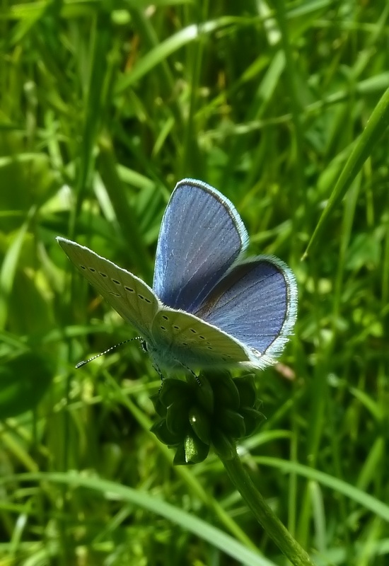 alla ricerca della Melitaea diamina