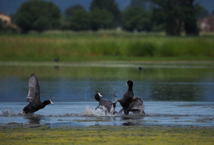 fotografare gli uccelli con la Mirrorless