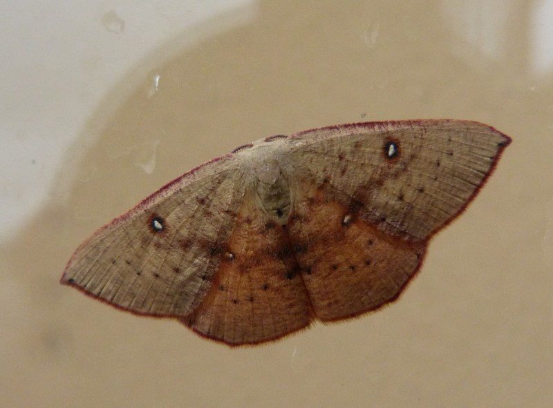 Geometridae? S - Cyclophora (Cyclophora) puppillaria