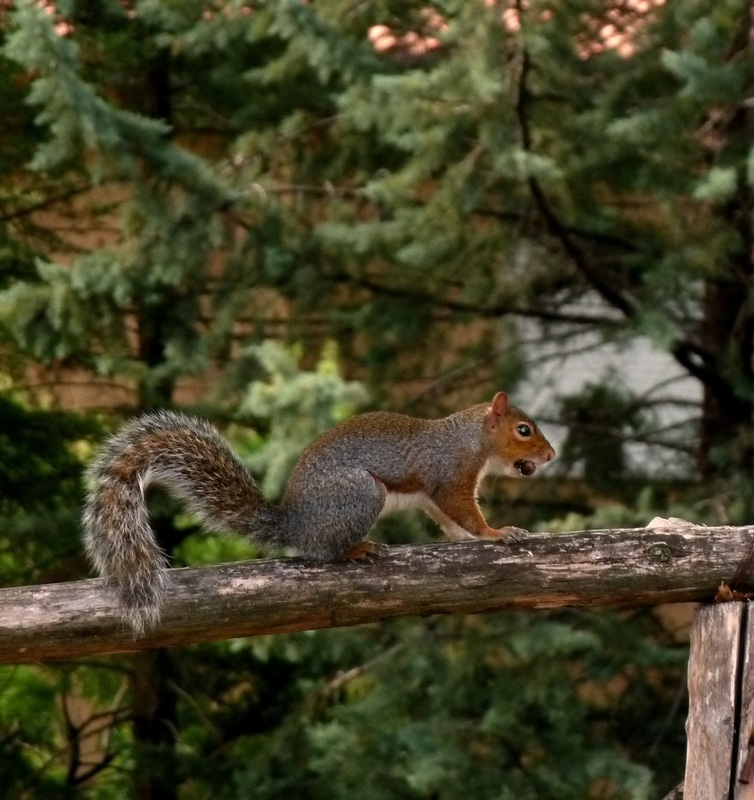 Scoiattolo grigio, Sciurus carolinensis. Umbria