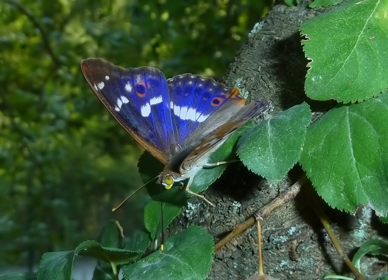 Apatura ilia forma clytie maschio?