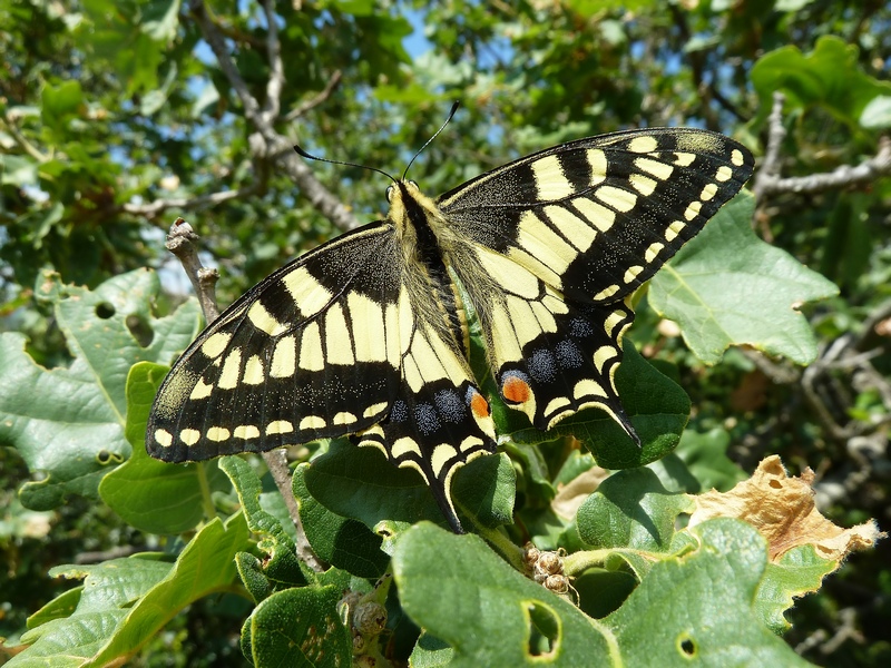 Papilio Machaon, the Queen