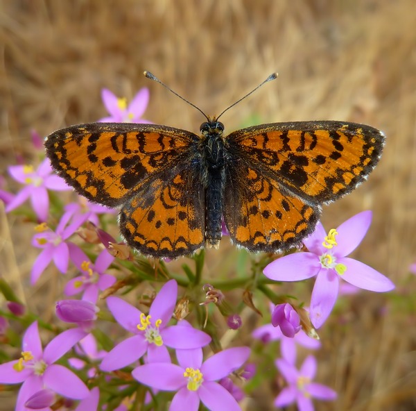 Piccolissima : Melitaea trivia