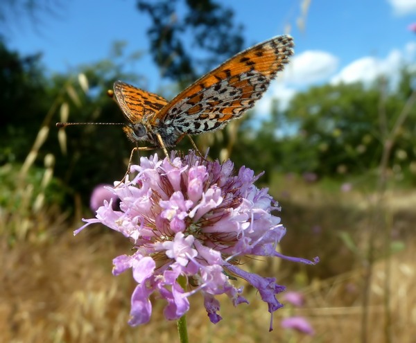 Piccolissima : Melitaea trivia