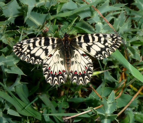 ..Ancora Zerynthia..