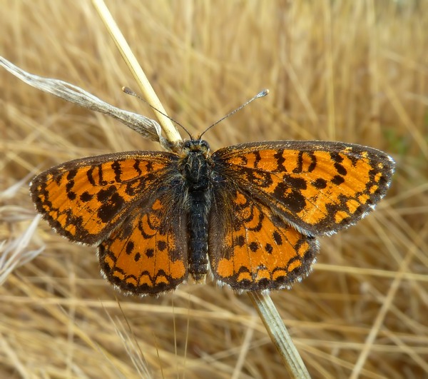 Piccolissima : Melitaea trivia