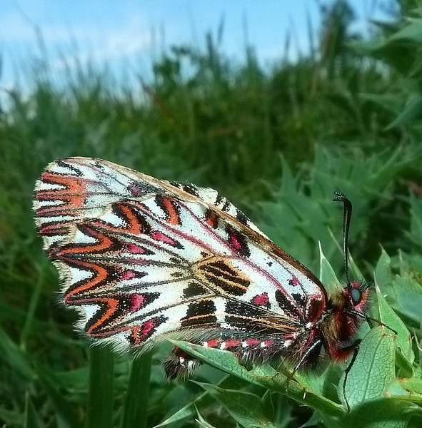 ..Ancora Zerynthia..