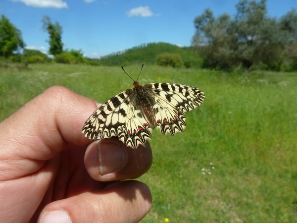 ..Ancora Zerynthia..