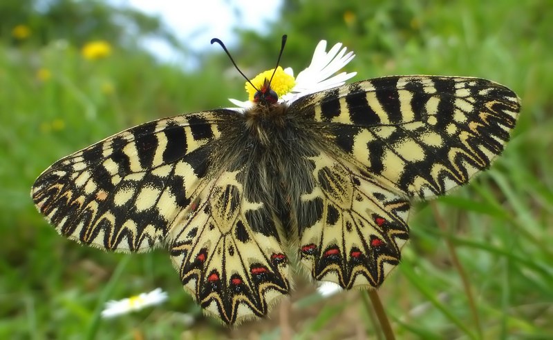 Pecore e Zerynthia