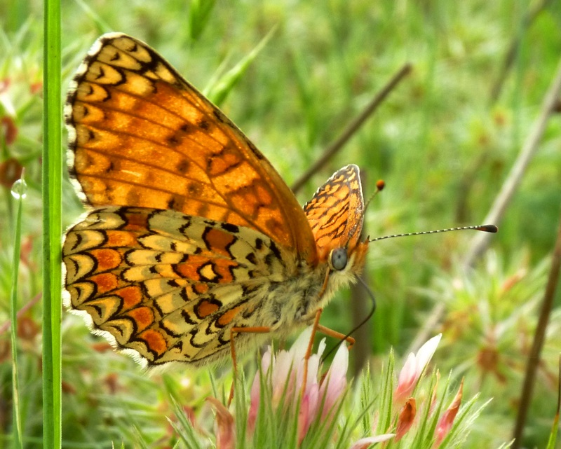 Melitaea phoebe / ornata