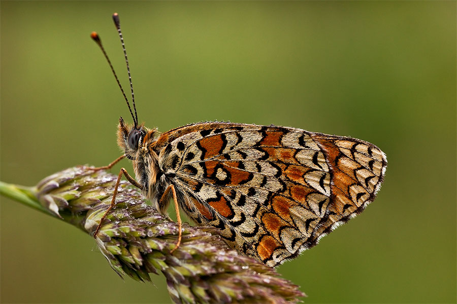 Melitaea phoebe / ornata