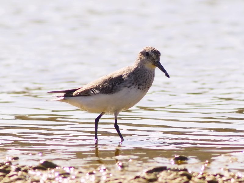 Piovanello da determinare: Piovanello pancianera (Calidris alpina) in abito invernale