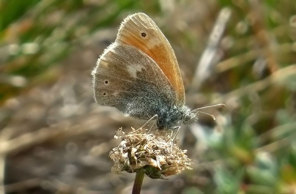 Coenonympha Rhodopensis o Pamphilus? C. pamphilus , Forum Natura Mediterraneo | Forum Naturalistico