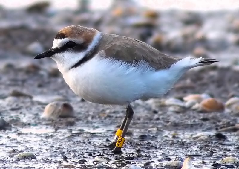 Fratini (Charadrius alexandrinus)