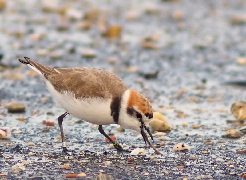 Fratini (Charadrius alexandrinus)