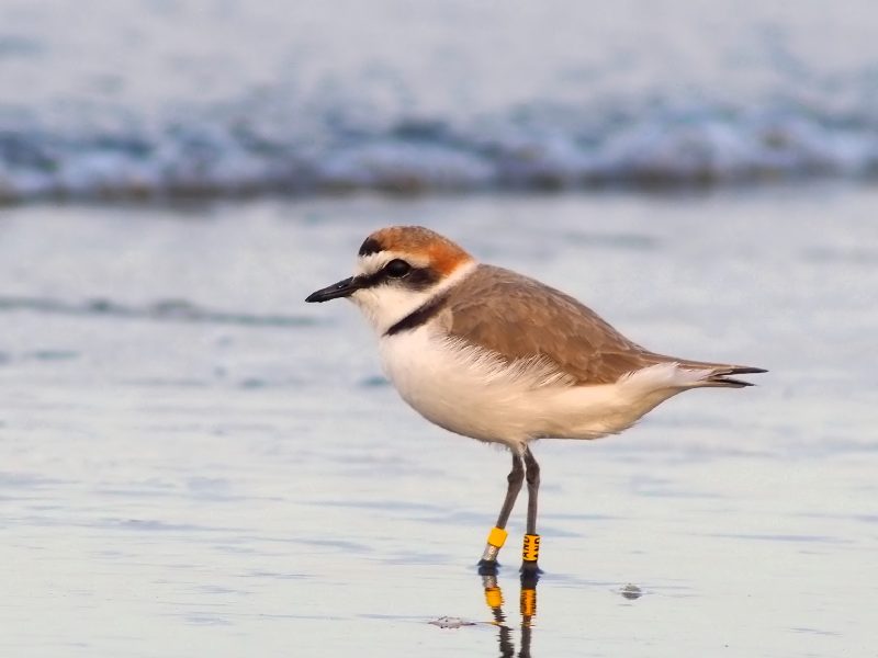 Fratini (Charadrius alexandrinus)