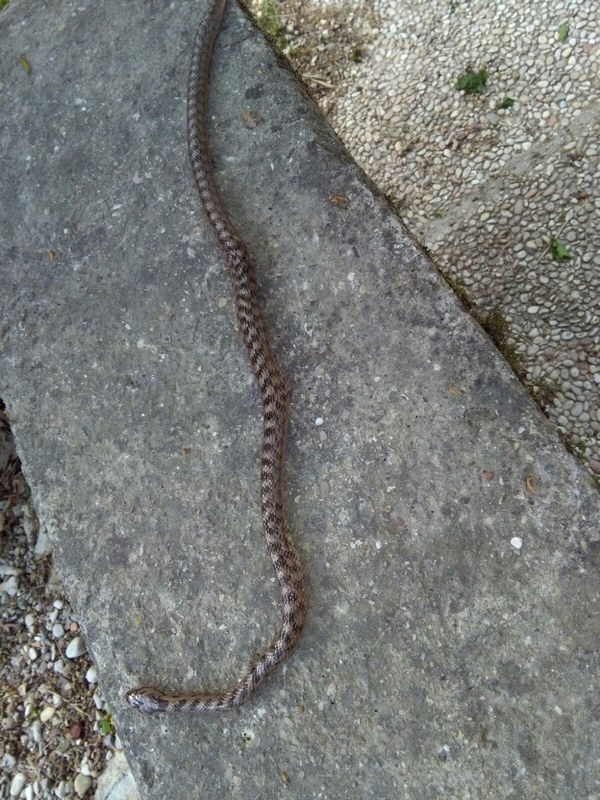 Coronella sp. dell'' Umbria