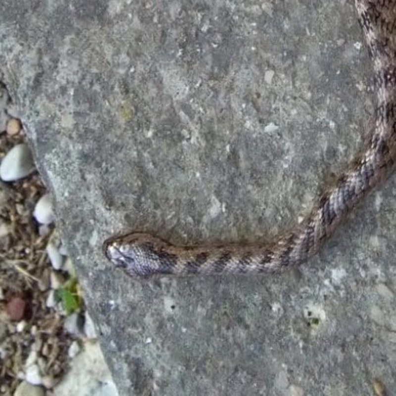 Coronella sp. dell'' Umbria