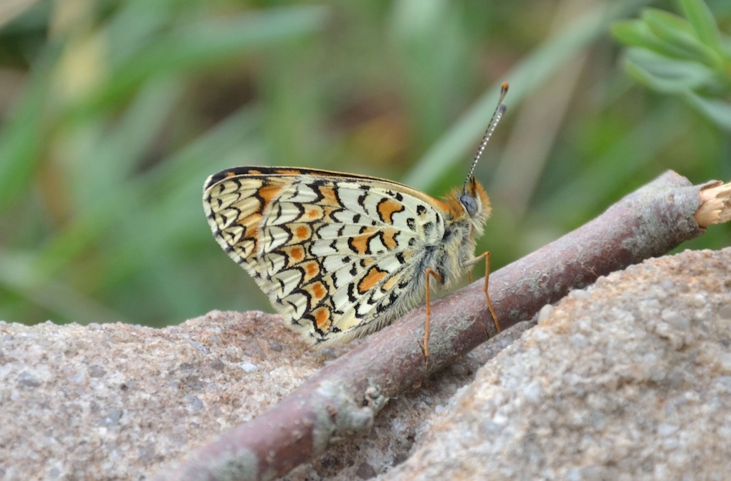 Melitaea phoebe / ornata