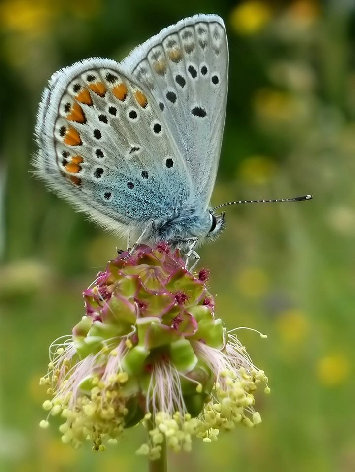 Licenide da ID - Polyommatus sp. (icarus o thersites)