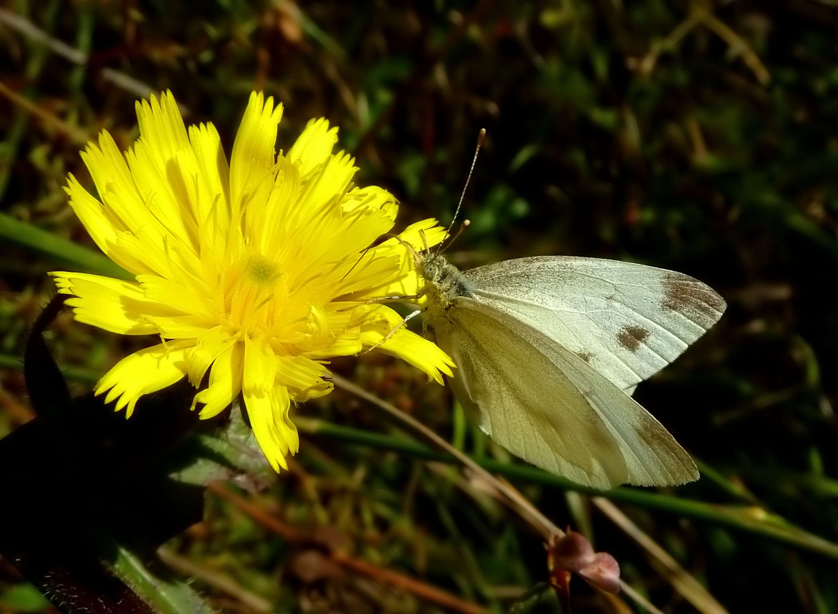 Pieris ergane??
