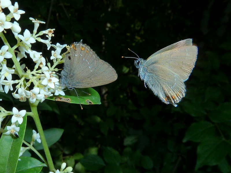 La bellezza � nei colori ma la grazia � nel volo