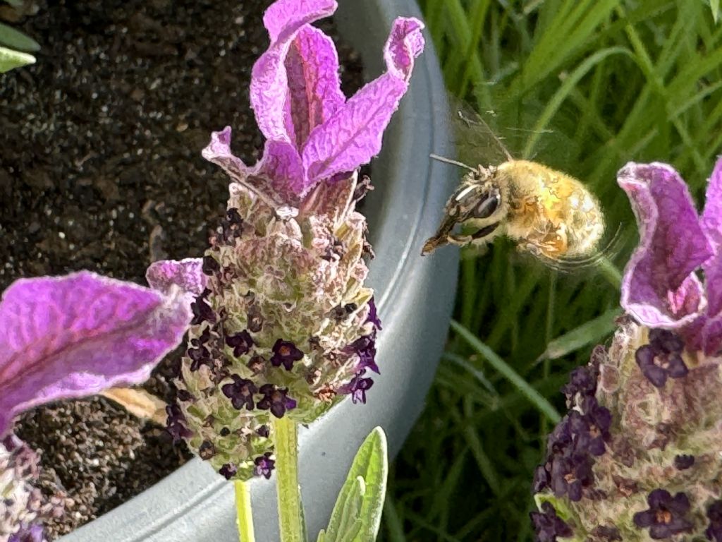 Apidae Anthophorinae: femmina di Anthophora plumipes (cf.)
