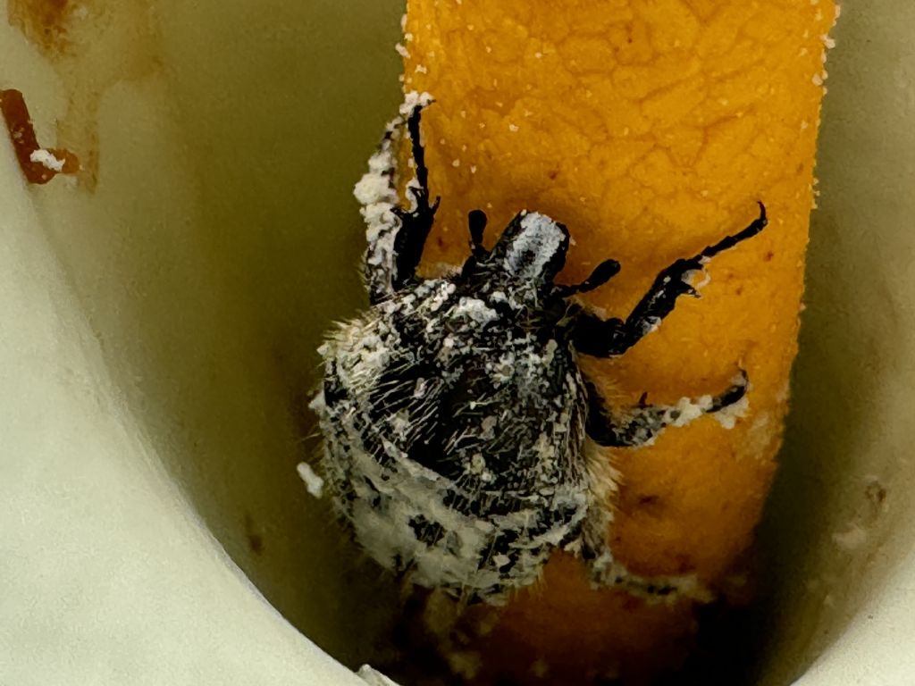 Cetoniidae: Oxythyrea funesta? S.