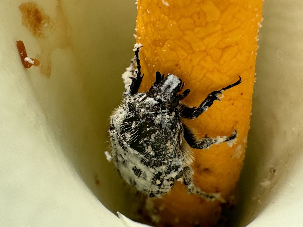 Cetoniidae: Oxythyrea funesta? S.