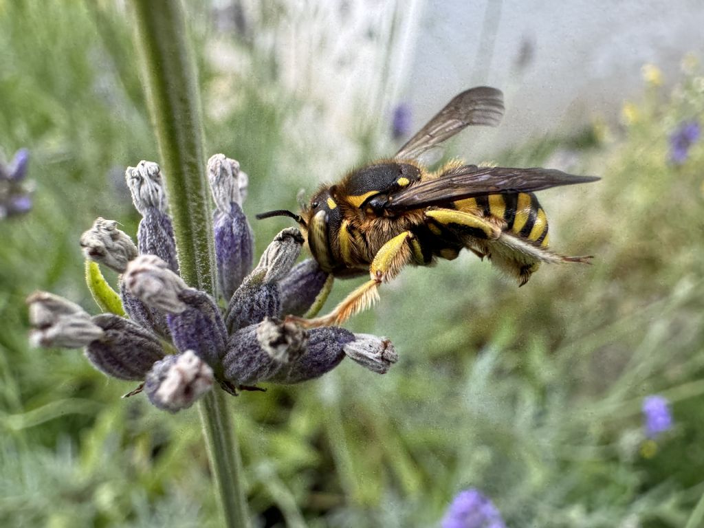 Anthidium?