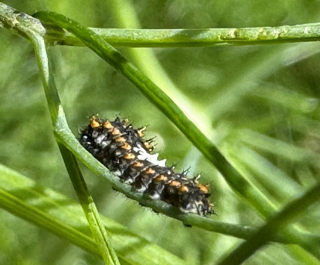 Aiuto id: bruchi di P. machaon?