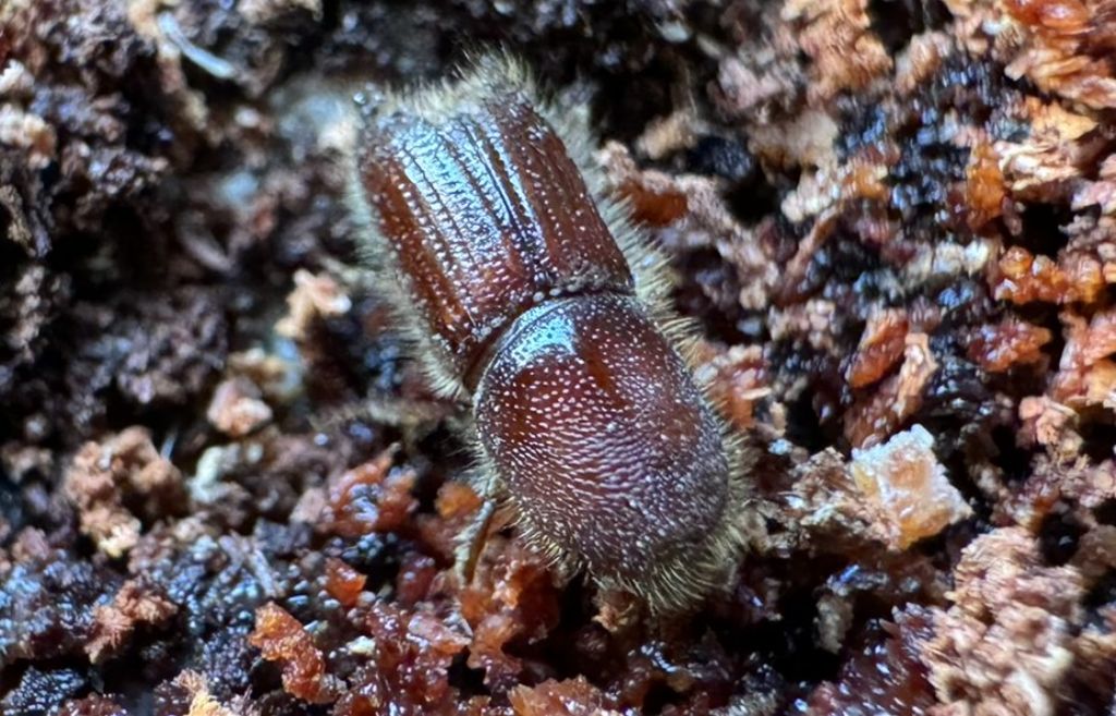 Scolytidae: Ips typographus (cfr.)