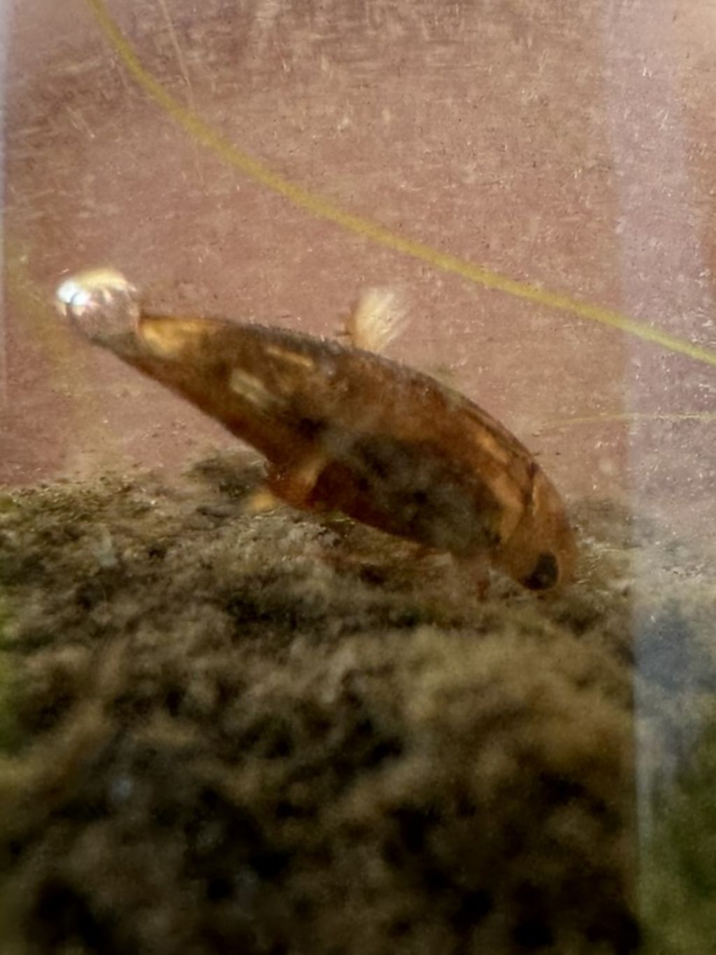 Aiuto id: esemplari della famiglia Dytiscidae