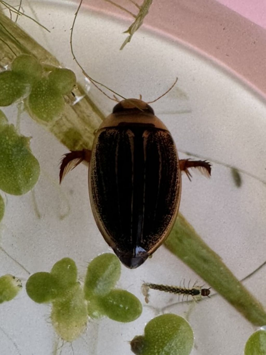 Aiuto id: esemplari della famiglia Dytiscidae