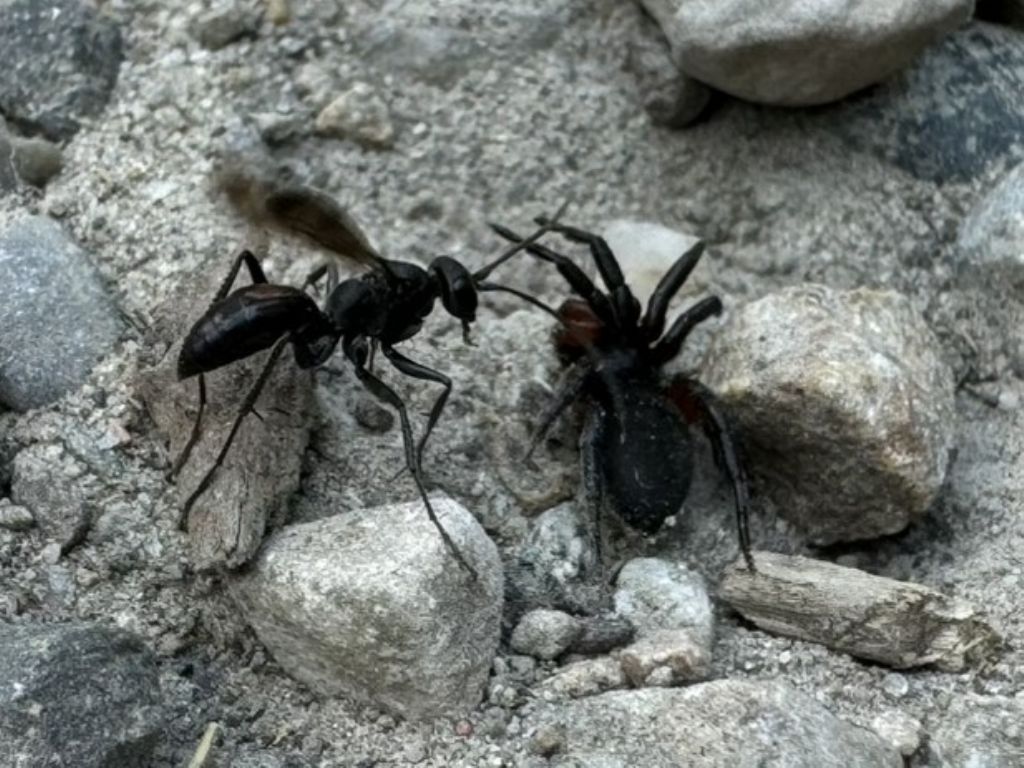 Pompilidae cacciatrice di ragni