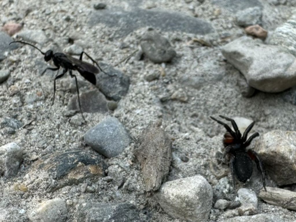 Pompilidae cacciatrice di ragni