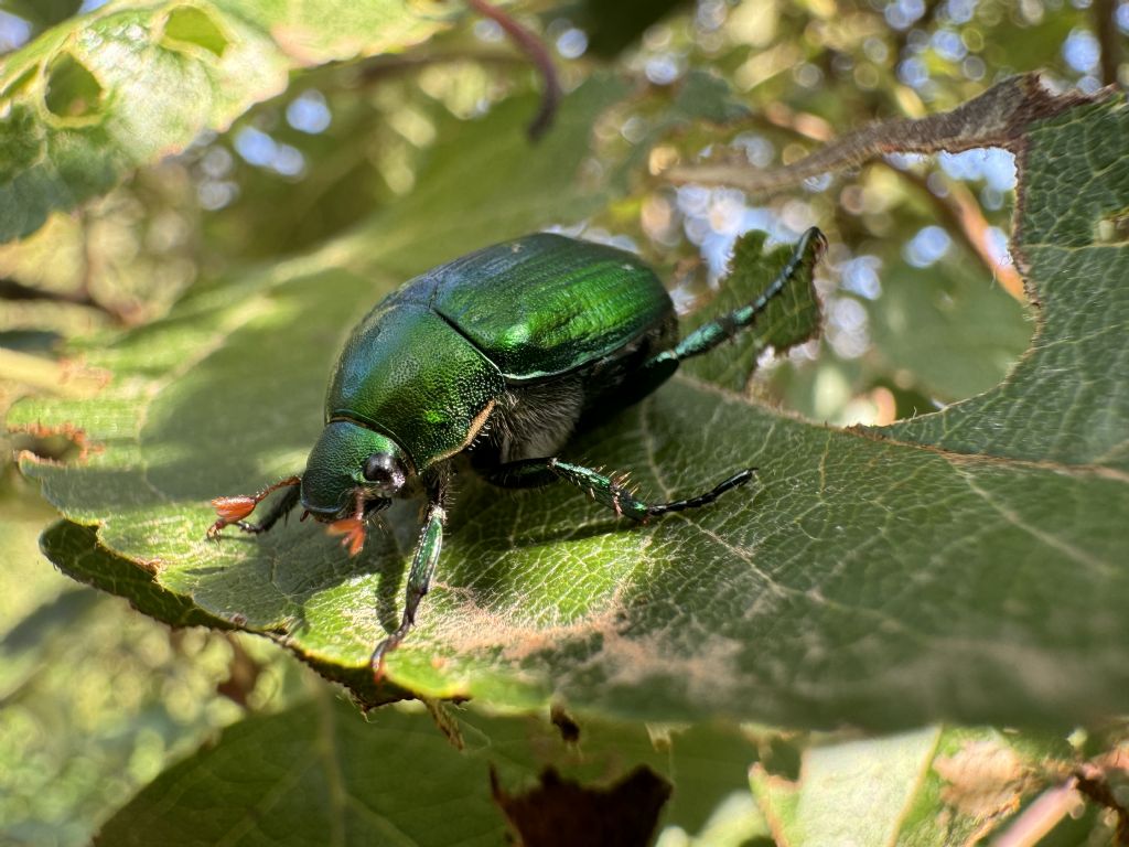 Rutelidae: Anomala vitis (cf.)