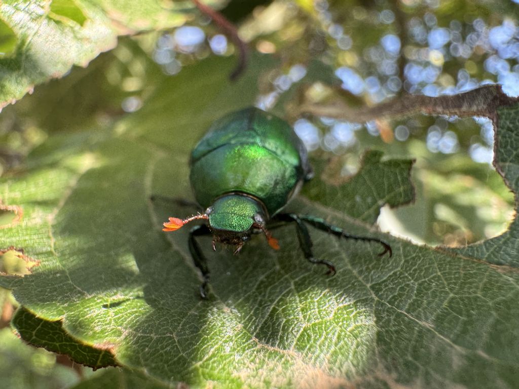 Rutelidae: Anomala vitis (cf.)