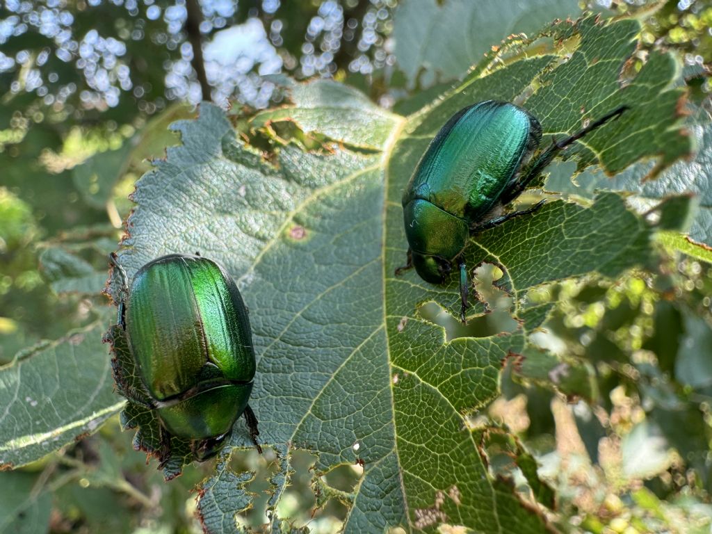 Rutelidae: Anomala vitis (cf.)