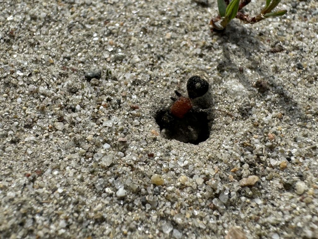 Mutillidae: femmina di Smicromyrme sp. (cf.)