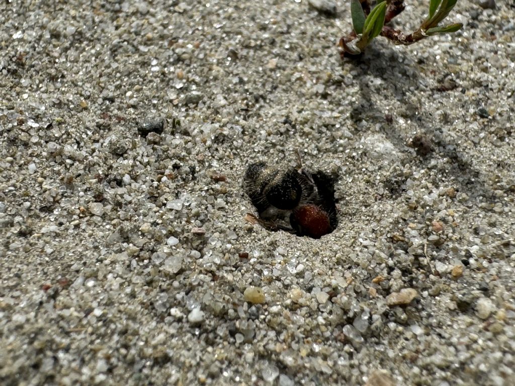Mutillidae: femmina di Smicromyrme sp. (cf.)