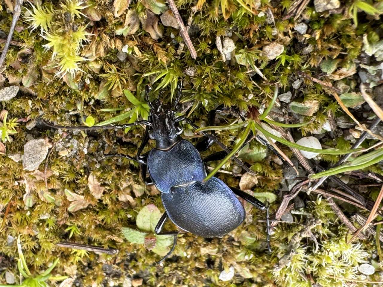 Carabidae: Carabus (Tomocarabus) convexus ♂