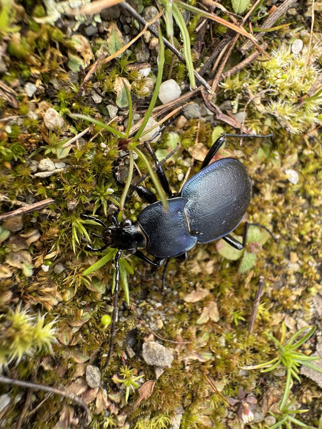 Carabidae: Carabus (Tomocarabus) convexus ♂