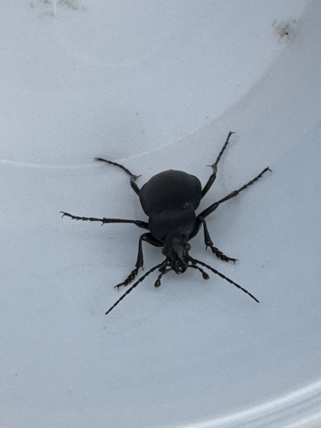 Carabidae: Carabus (Tomocarabus) convexus ♂