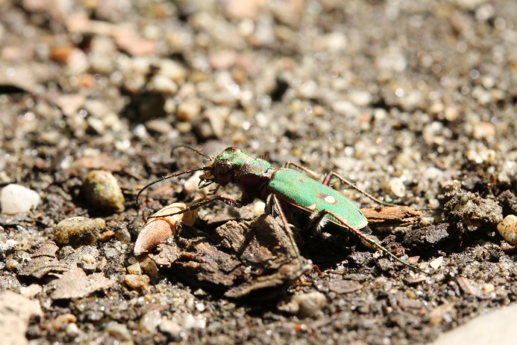 Cicindelidae: Cicindela campestris