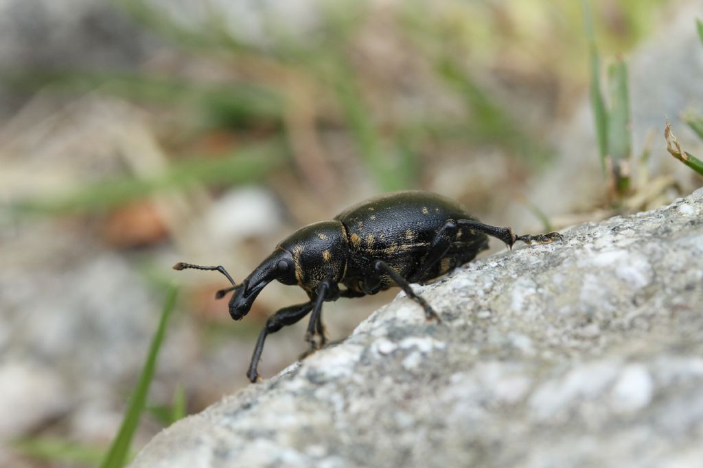 Curculionidae: Liparus?