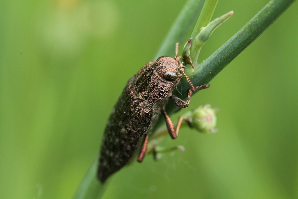 Buprestidae: Dicerca?