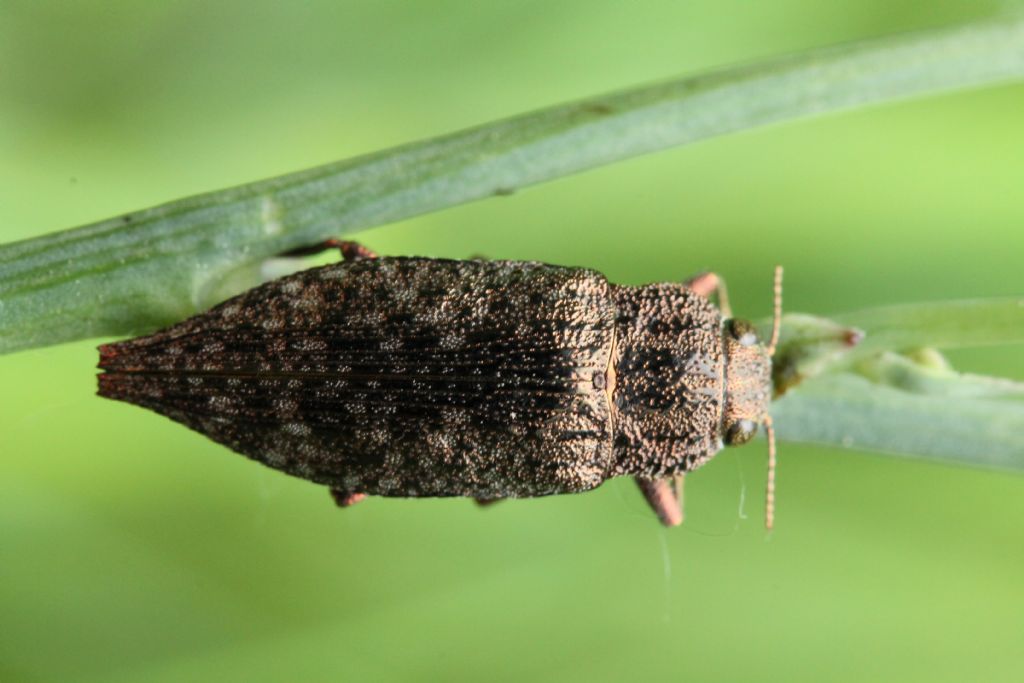 Buprestidae: Dicerca?