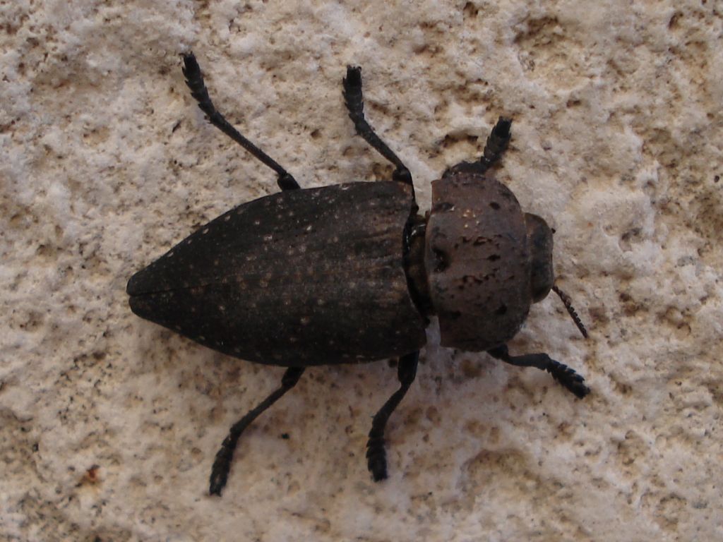 Capnodis tenebricosa