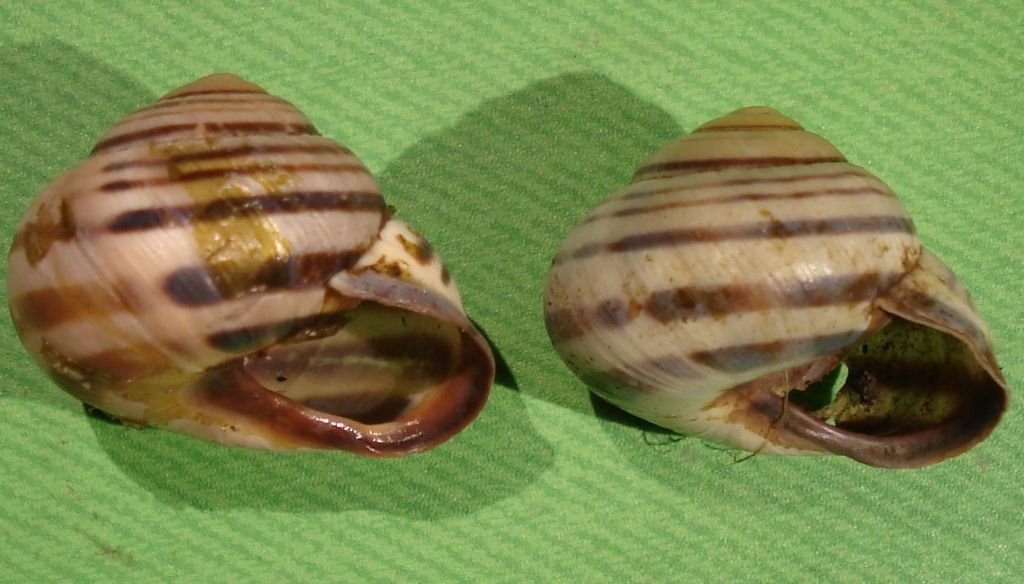Cepaea nemoralis: dov'' il suo limite sud?